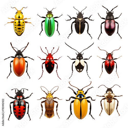 Insect collection isolated on transparent background © Minimal Blue