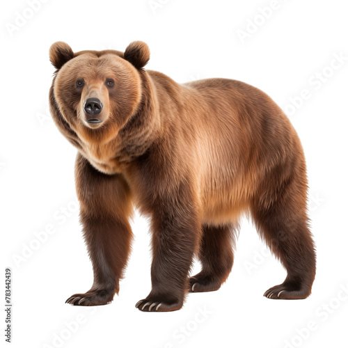 Brown bear isolated on transparent background © Minimal Blue