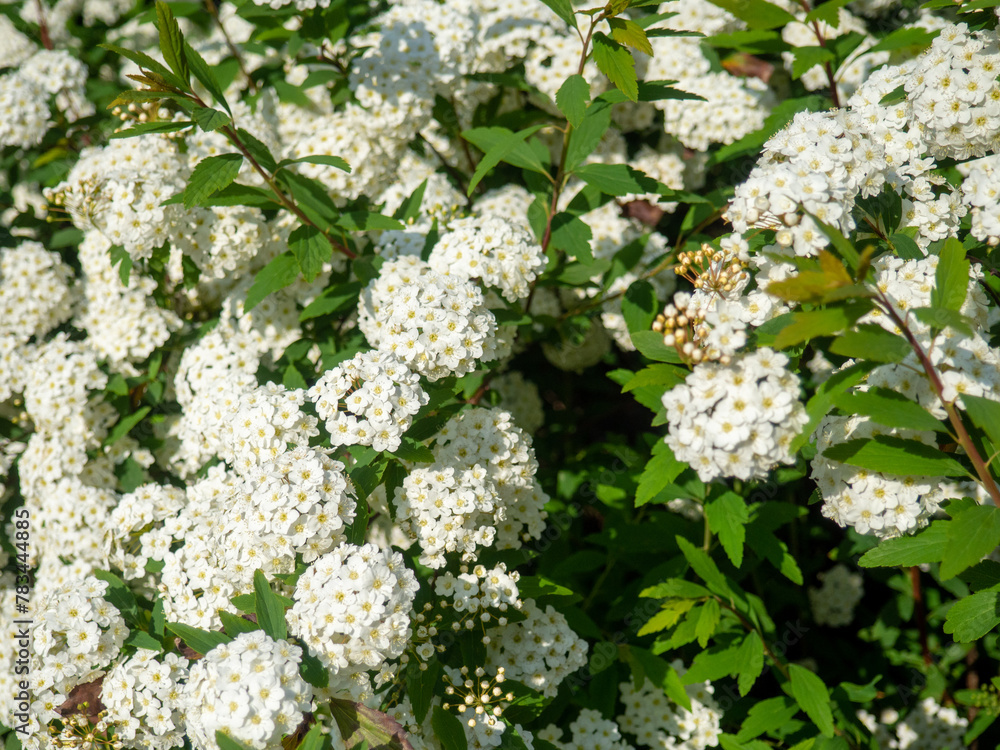 Bush with many small white flowers. Flowering in Georgia. Beautiful flowers on a bush. Bush with many small white flowers. Flowering in Georgia. Beautiful flowers on a bush.