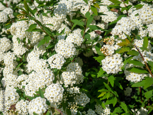 Bush with many small white flowers. Flowering in Georgia. Beautiful flowers on a bush.