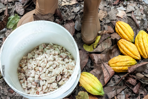 Chuao Harvest Time: Cocoa Pulp in White Bucket with Farmer