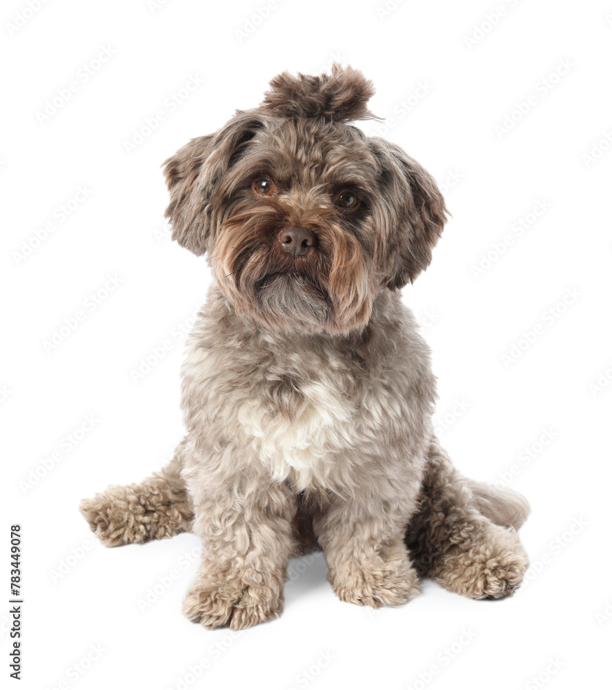 Cute Maltipoo dog on white background. Lovely pet