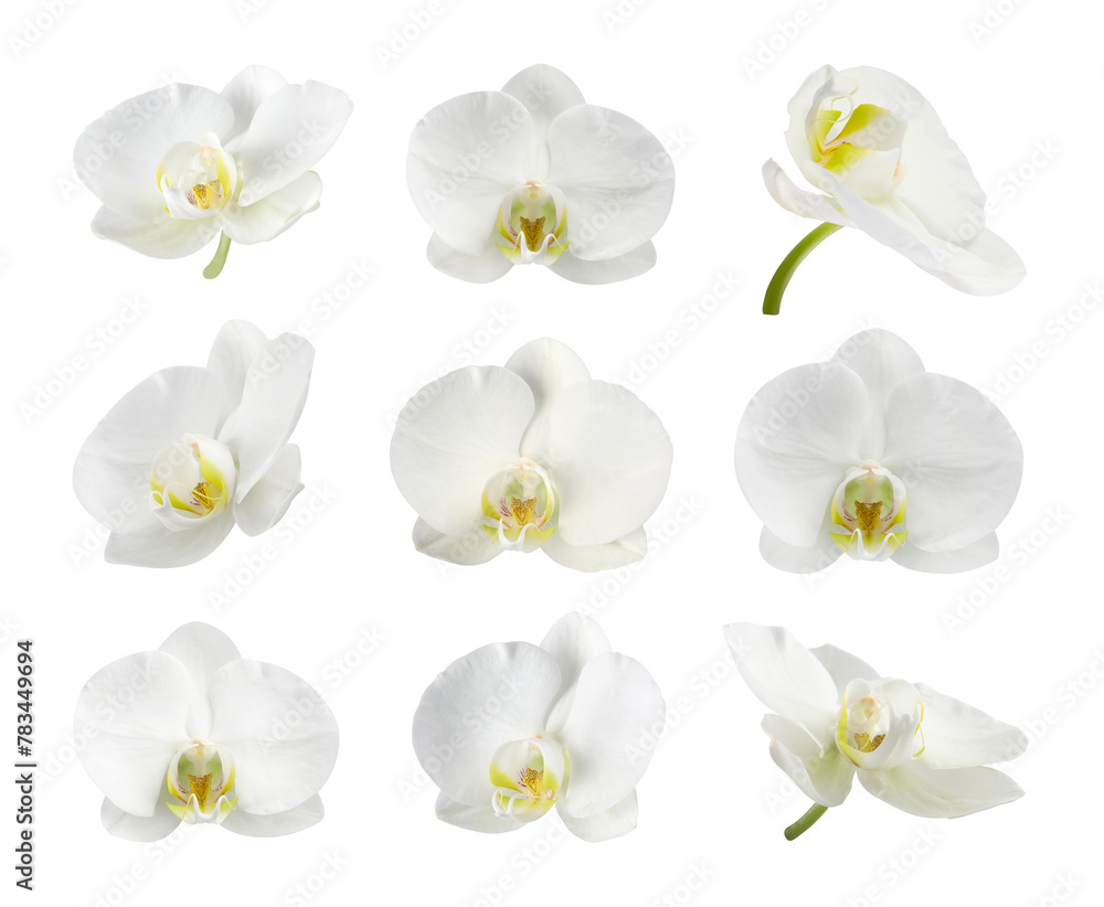 Obraz premium Beautiful orchid flowers isolated on white, set