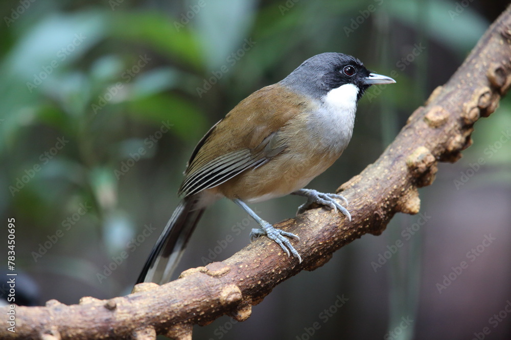 White-cheeked laughingthrush (Pterorhinus vassali) is a species of bird in the family Leiothrichidae. It is found in Cambodia, Laos and Vietnam. White-cheeked laughingthrush (Pterorhinus vassali) is a species of bird in the family Leiothrichidae. It is found in Cambodia, Laos and Vietnam.