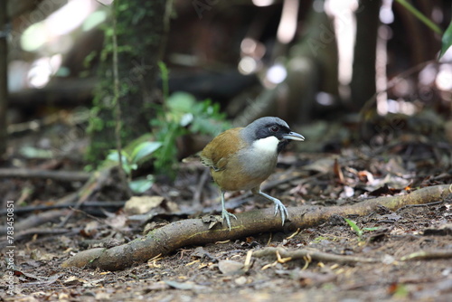 White-cheeked laughingthrush (Pterorhinus vassali) is a species of bird in the family Leiothrichidae. It is found in Cambodia, Laos and Vietnam.  photo