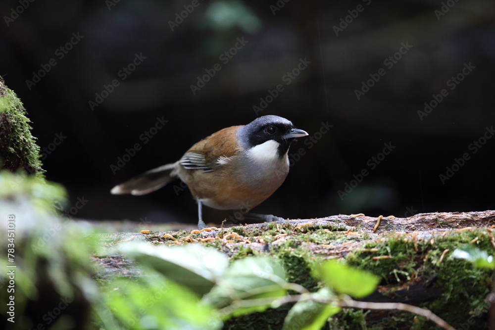 Obraz premium White-cheeked laughingthrush (Pterorhinus vassali) is a species of bird in the family Leiothrichidae. It is found in Cambodia, Laos and Vietnam. 