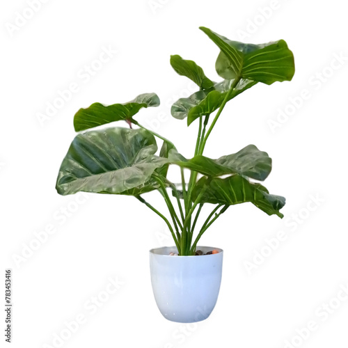 artifial plant with white background