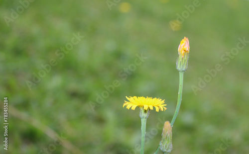 yellow flower in the meadow. yellow flower in the field. small yellow flower with blurred lawn in the background.