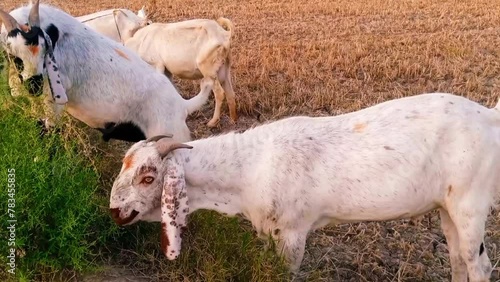 Wallpaper Mural Beautiful view of goats in a village. Torontodigital.ca
