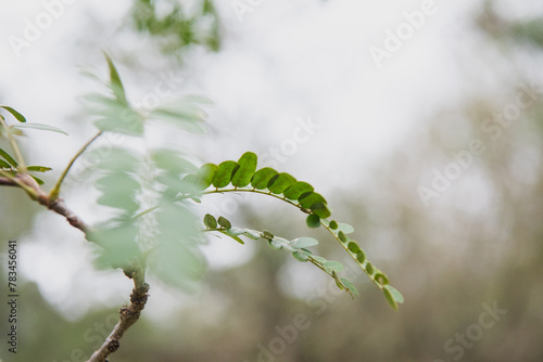 leaves of the tree