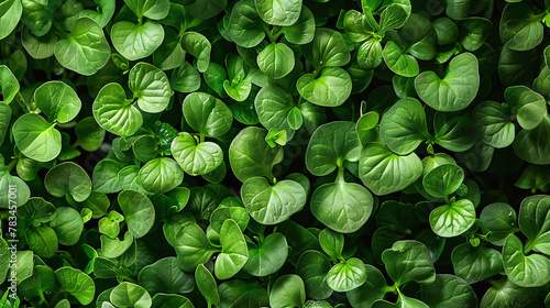 Lush microgreen texture for culinary, health, and eco-friendly backgrounds, ideal for food and sustainability themes