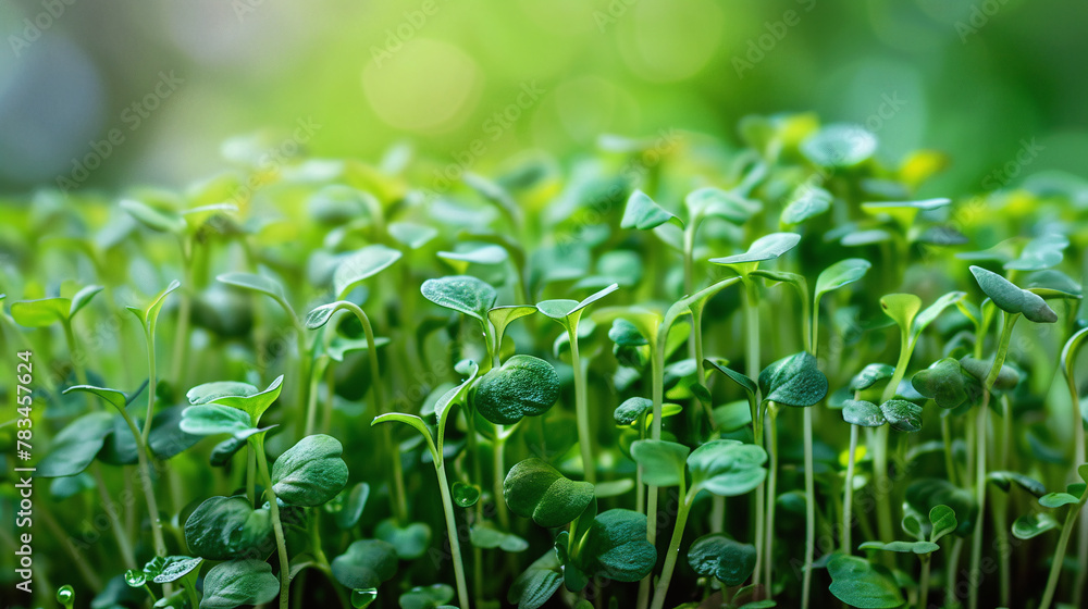 Fresh microgreen texture for vibrant healthy eating and organic food backgrounds, ideal for wellness and nutrition themes Fresh microgreen texture for vibrant healthy eating and organic food backgrounds, ideal for wellness and nutrition themes