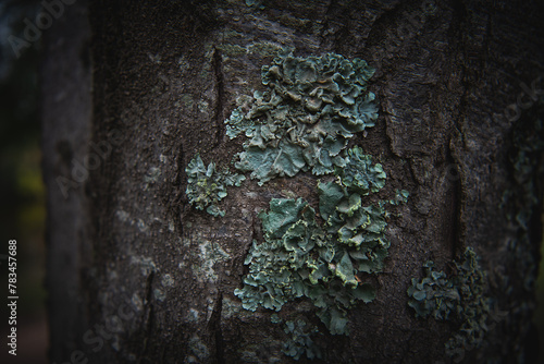 bark of a tree with moss