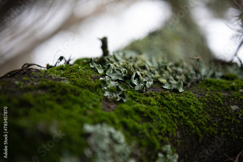 moss on tree
