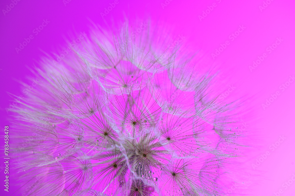 Beautiful soft sunset background. Water drops on parachutes dandelion. Copy space.1