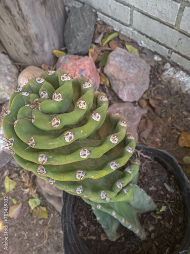 spiral cactus plant in a pot