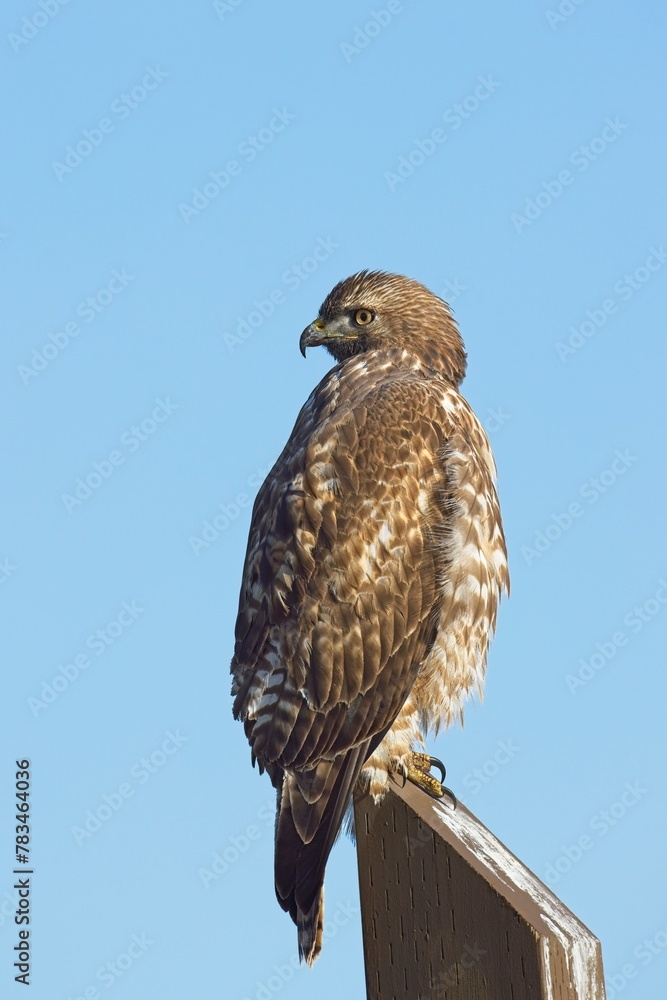 Perched hawk looks the other way. Perched hawk looks the other way.