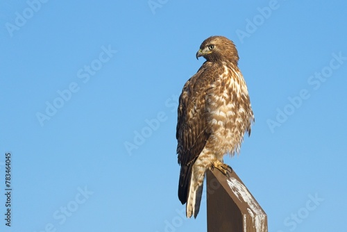 Red tailed hawk alert on wood post. © Gregory Johnston