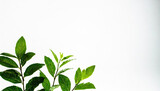 観葉植物　多肉植物　素材　余白　白背景　シンプル