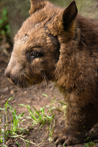 The southern hairy-nosed wombat is one of three extant species of wombats. It is found in scattered areas of semiarid scrub and mallee from the eastern Nullarbor Plain to the New South Wales border.