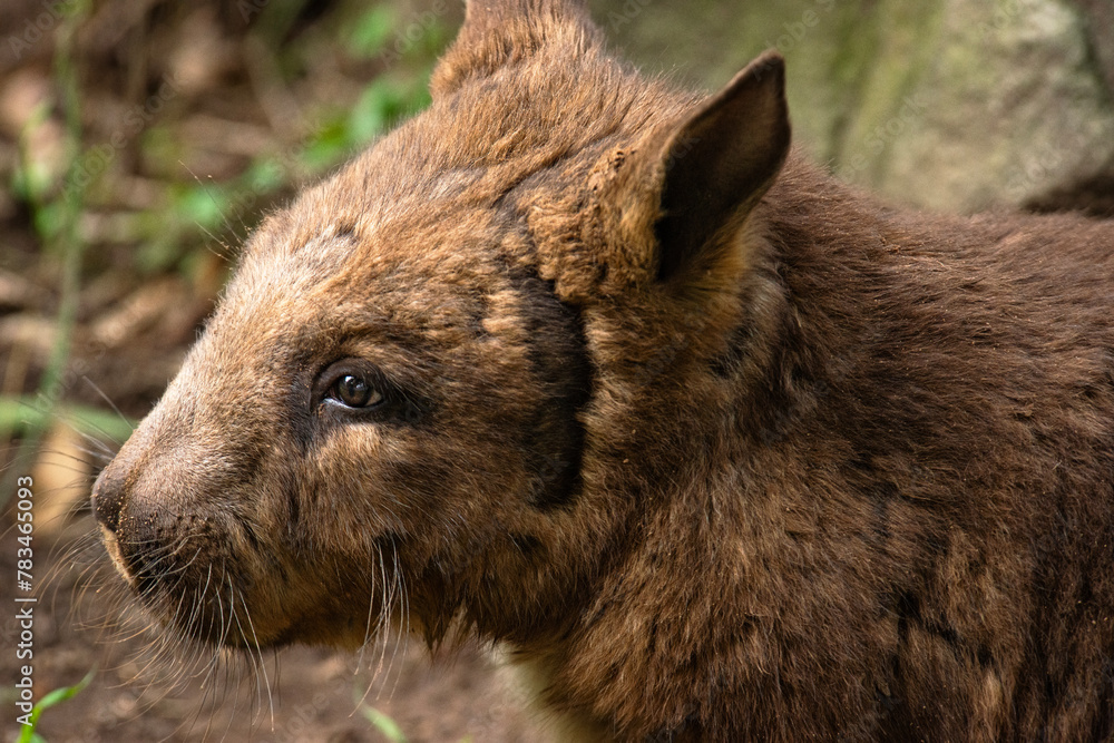 The southern hairy-nosed wombat is one of three extant species of wombats. It is found in scattered areas of semiarid scrub and mallee from the eastern Nullarbor Plain to the New South Wales border. The southern hairy-nosed wombat is one of three extant species of wombats. It is found in scattered areas of semiarid scrub and mallee from the eastern Nullarbor Plain to the New South Wales border.