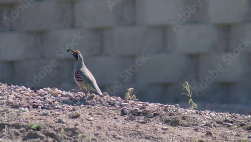 Quail Running Through Desert