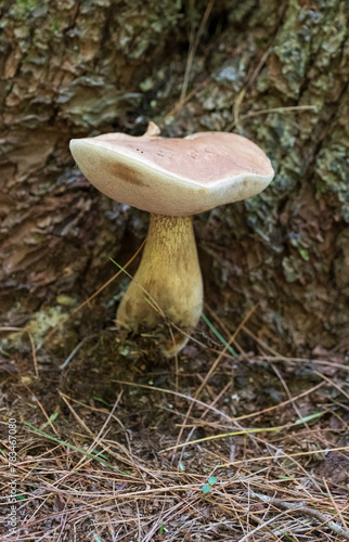 mushroom in the forest © Purple Shamrock