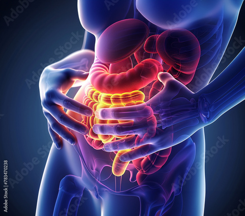 Wallpaper Mural Human Digestive Anatomy, 3D illustration of human digestive system organs highlighted within a semi-transparent body silhouette. Torontodigital.ca