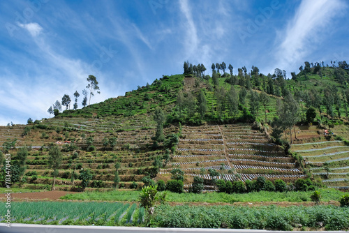 A potato plantation with terracing system in Dieang plateau, Central Java, Indonesia photo