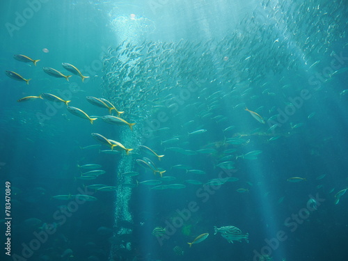 静岡県　伊豆　下田海中水族館の魚