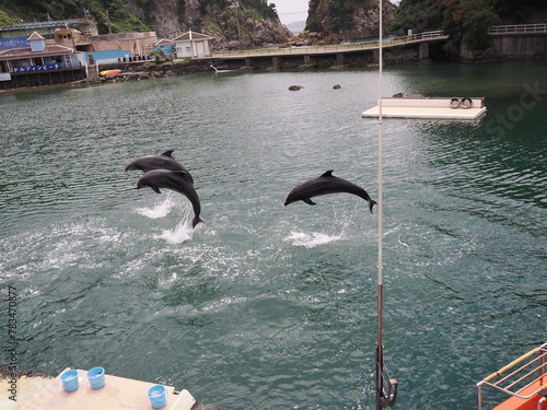 静岡県　伊豆　下田海中水族館のイルカ