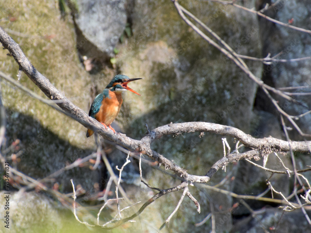 The tweeting kingfisher on branch / 冬木の枝にとまるカワセミのさえずり(広角標準画角) The tweeting kingfisher on branch / 冬木の枝にとまるカワセミのさえずり(広角標準画角)