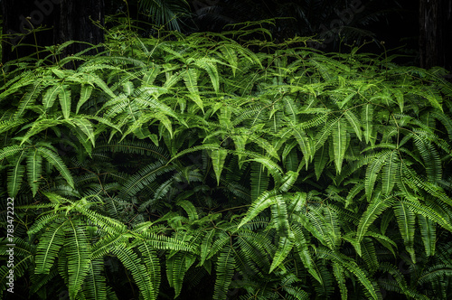 In this moody and slightly dark image, the entire frame is filled with Gleichenia ferns, creating a shadowy ambience and capturing the beauty of these ferns in their natural environment.