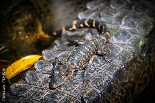 Baby Aligator sleep over mom