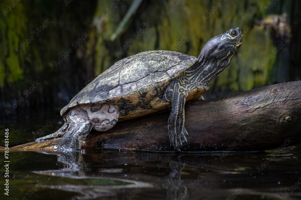 turtle on the rock turtle on the rock