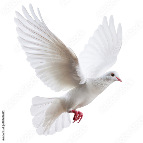 realistic flying white dove bird on transparent background