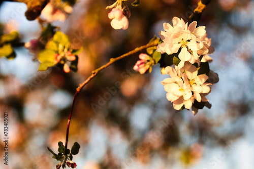 Apple blossoms on the tree in the morning light