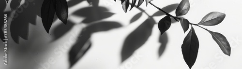 A minimalist representation of a leaves shadow