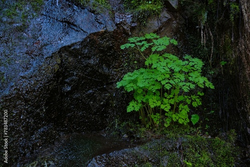 Side view of bunch of green plants, most likely Genus Corydalis, growing out of a ledge in a damp rock face photo