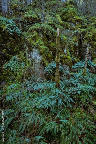 Steep rock wall completely covered in mosses, bunches of Western Sword Ferns (Polystichum munitum), and other lush foliage.