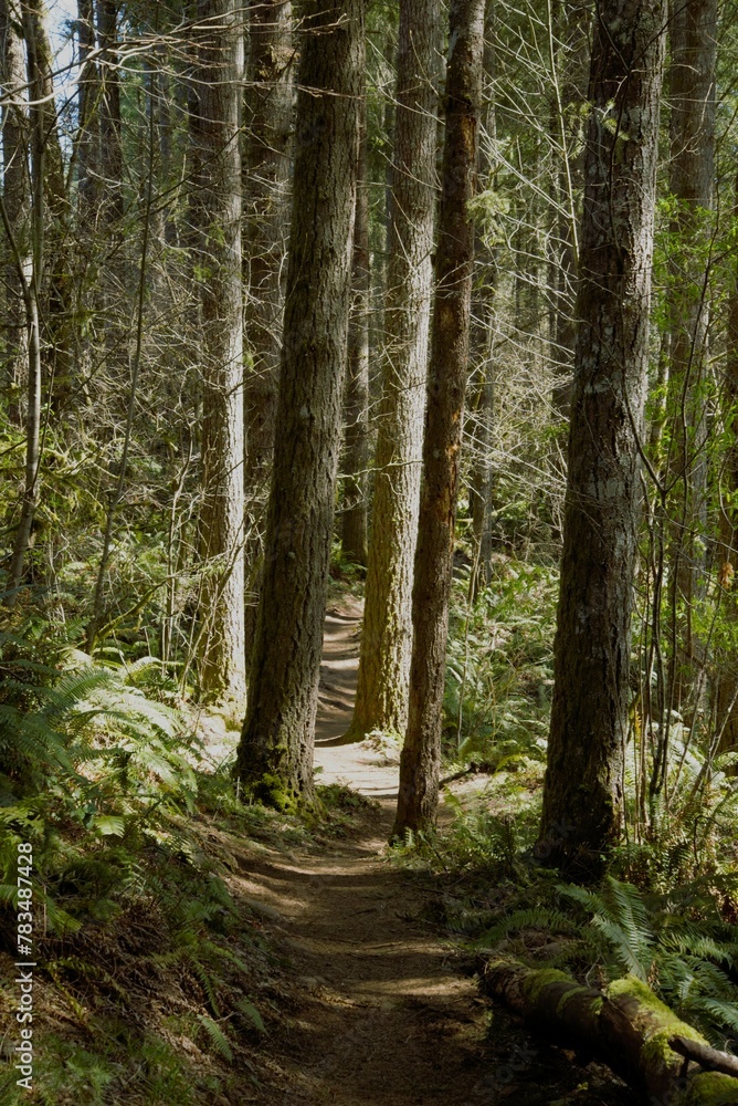Side view of narrow hiking footpath between pine trees in a woodland area under dappled light. Side view of narrow hiking footpath between pine trees in a woodland area under dappled light.