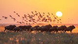 A herd of wildebeest are running across a field with a large flock of birds flyi