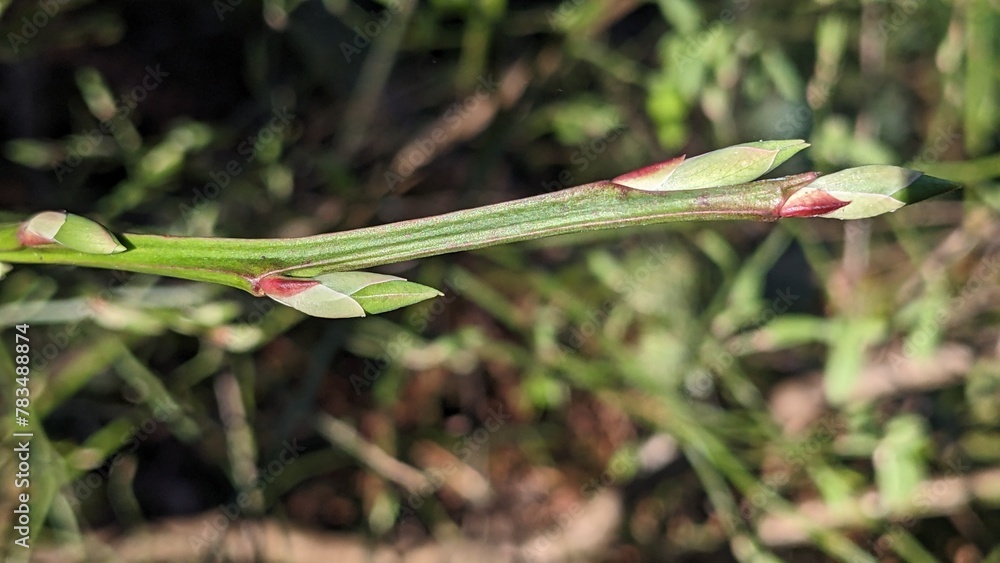 Close up of green branch with budding growth, most likely a Red Huckleberry (Vaccinium parvifolium). Close up of green branch with budding growth, most likely a Red Huckleberry (Vaccinium parvifolium).