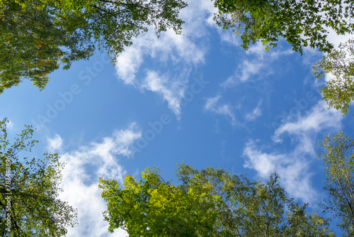 Tree tops against the sky. Looking at the blue sky and white clouds framed by green tree branches. Bottom view, perspective.