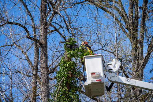 City parks worker high up in a lift bucket cutting down a windfall tree covered in ivy, hazard prevention
 photo