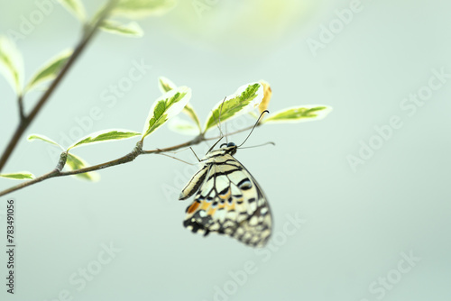 Papilio Demoleus butterfly resting on a tree branch. It is also known as Chequered Swallowtail or Lime butterly. photo