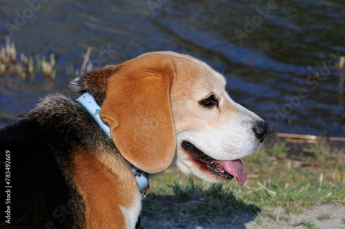 散歩中に川を眺めるビーグル犬
