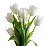 Bunch of white color tulip bouquet