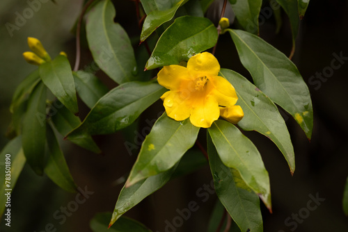 carolina jessamine