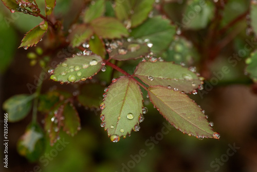 dew on rose leaves